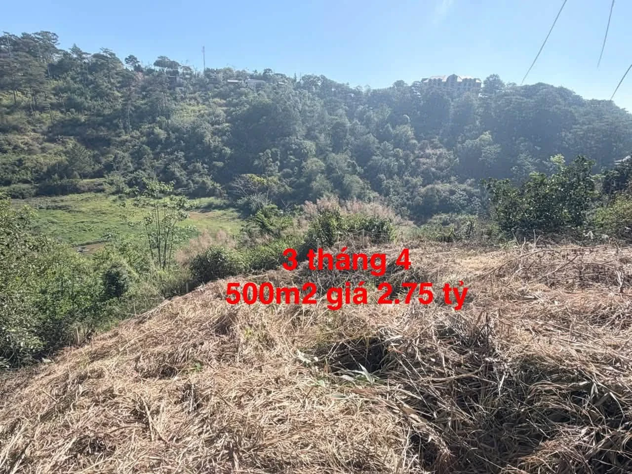 Bán lô đất 500m2 view rừng thông Đà Lạt - Ảnh 1