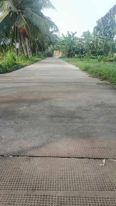 Bán 1090m2 đất vườn dừa đang cho trái tại Xã Tân Thanh, Giồng Trôm, Bến Tre
