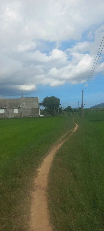 Bán 7.000m² đất cây trồng Hàm Chính Bình Thuận 400 triệu