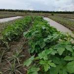Chính chủ bán 19000m2, khu du lịch sinh thái Khóm cầu đúc, sẵn nhà, thổ cư, sổ hồng riêng - Ảnh thu nhỏ 20