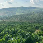 Bán đất 3ha sổ đủ, Tân Phú, Hồ Chí Minh - 4 tỷ 5 - Ảnh thu nhỏ 4
