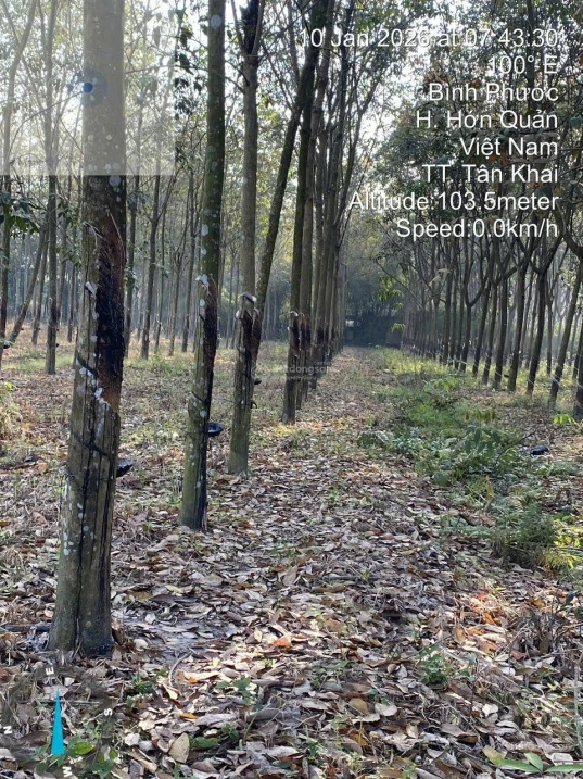 Bán 3.690m2 đất vườn Tân Khai, Đồng Nai, 100m2 thổ cư, cao su đang thu hoạch, đường nhựa 5m