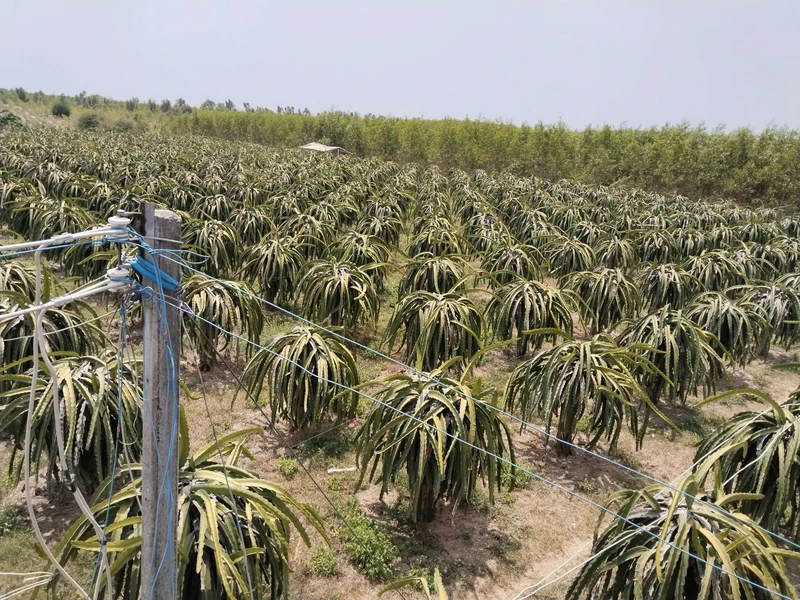 Bán vườn thanh long 2.8ha tại Xã Tân Hải Lagi Bà Rịa Vũng Tàu