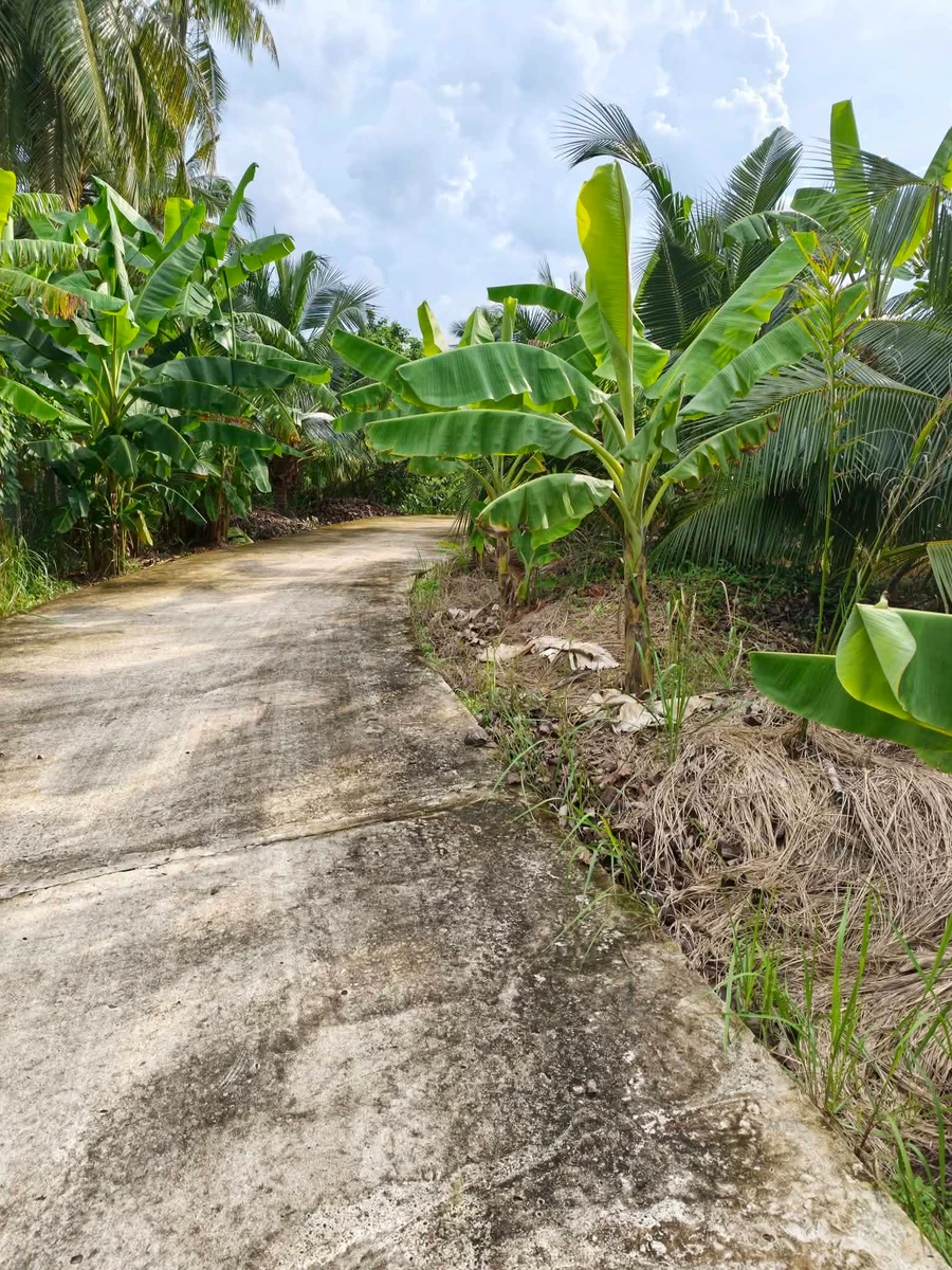 Bán đất nền 1.300m² gần KCN Giao Long, Bến Tre, 3 tỷ 500 triệu - Ảnh thu nhỏ 3
