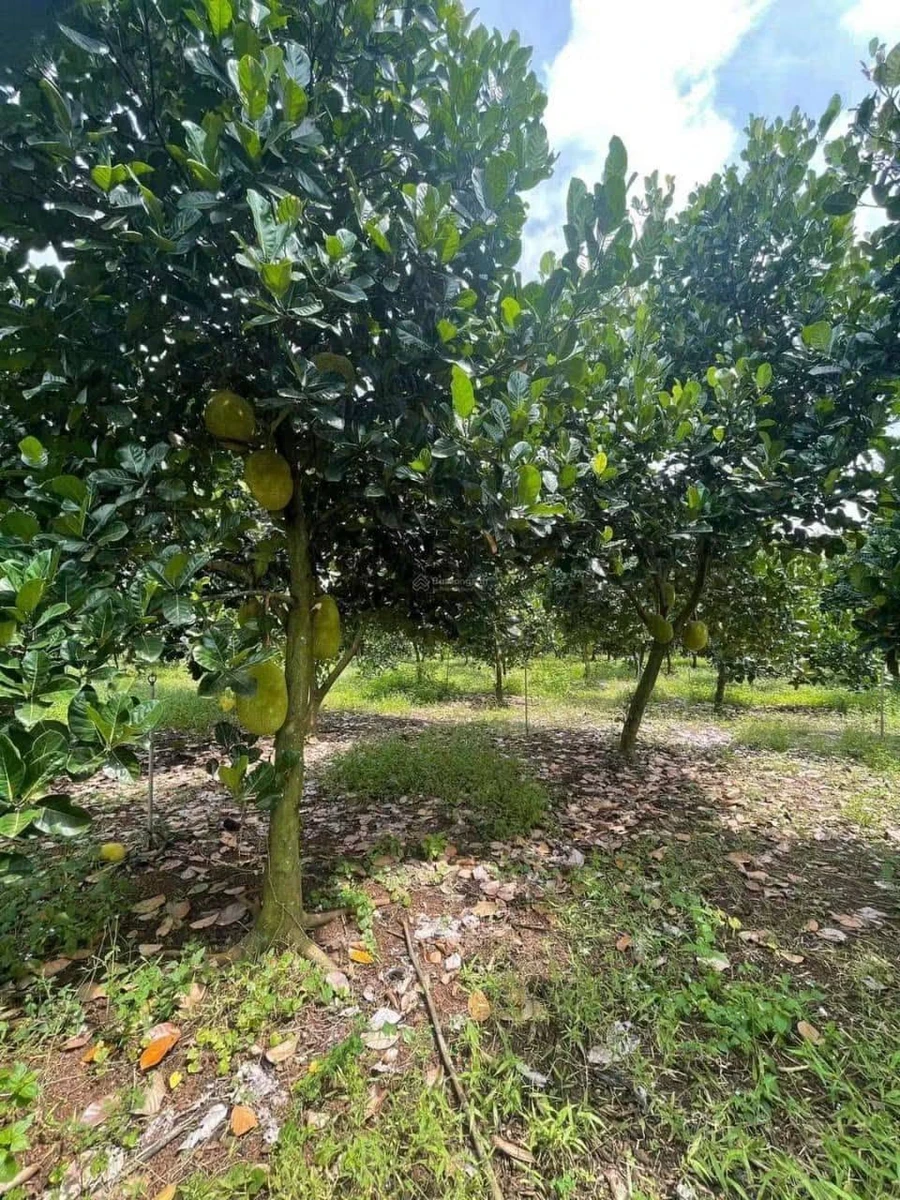 Bán đất nền 1.000m² gần KCN Minh Hưng, giá 300 triệu - Ảnh thu nhỏ 2
