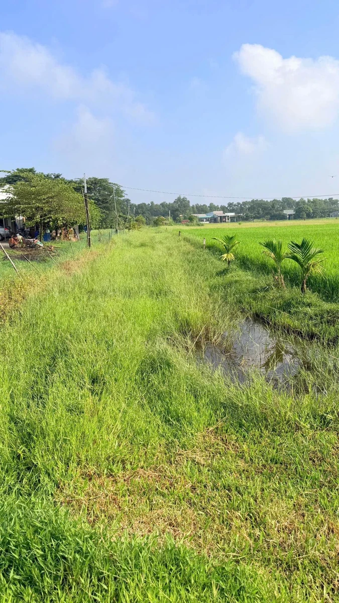 Bán đất Mỹ Hạnh Đức Hòa 1.260m² 1,5 tỷ - Ảnh thu nhỏ 4