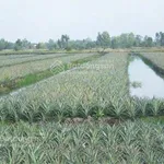 Chính chủ bán 19000m2, khu du lịch sinh thái Khóm cầu đúc, sẵn nhà, thổ cư, sổ hồng riêng - Ảnh thu nhỏ 5