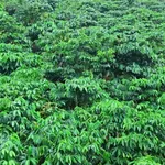 Bán đất Tuy Đức Lâm Đồng 1500m2 giá 2 tỷ 650 triệu - Ảnh thu nhỏ 3