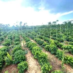 Bán 1,4 hecta rẫy cà phê sầu riêng tiêu tại Cuôr Đăng - Ảnh thu nhỏ 1