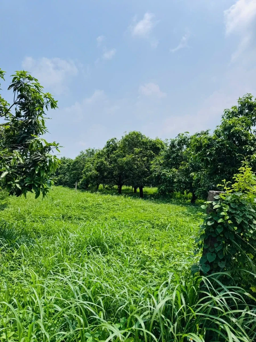 Bán đất vườn xoài 1.424m² gần Sông La Ngà, Nhà Bè - Ảnh thu nhỏ 2