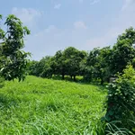 Bán đất vườn xoài 1.424m² gần Sông La Ngà, Nhà Bè - Ảnh thu nhỏ 2