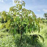 Bán đất vườn 300m² có cây ăn quả xã Tiên Long, Bình Chánh - Ảnh thu nhỏ 2