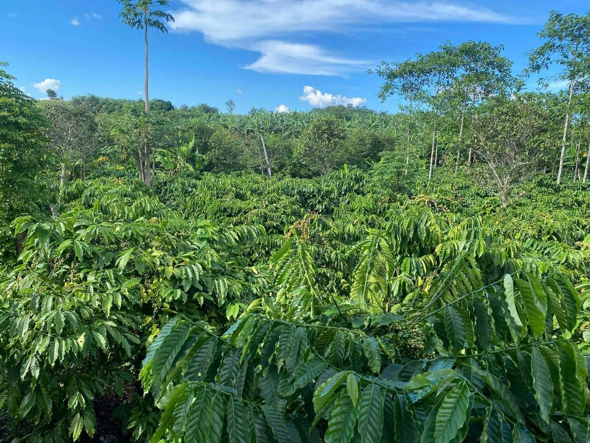 Bán đất 2,1 hectare Đắk Min, Đắk Nông, giá 1 tỷ 850 triệu - Ảnh 1