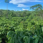 Bán đất 2,1 hectare Đắk Min, Đắk Nông, giá 1 tỷ 850 triệu - Ảnh thu nhỏ 1