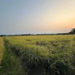 Bán 4 công đất lúa tại Phường Tân An, Long An - Ảnh thu nhỏ 2