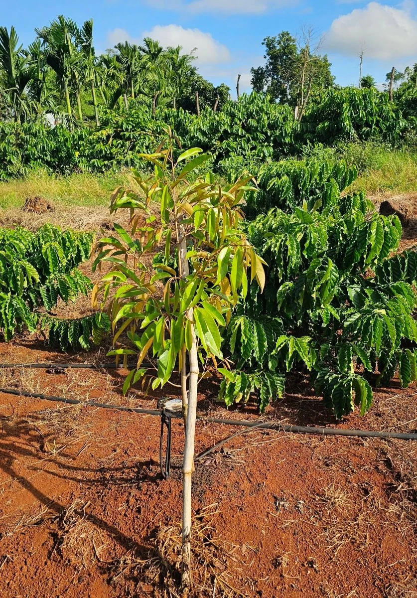 Bán 1,5 héc đất đỏ bazan tại Eapok Cưmgar, Đắk Lắk - Ảnh thu nhỏ 2