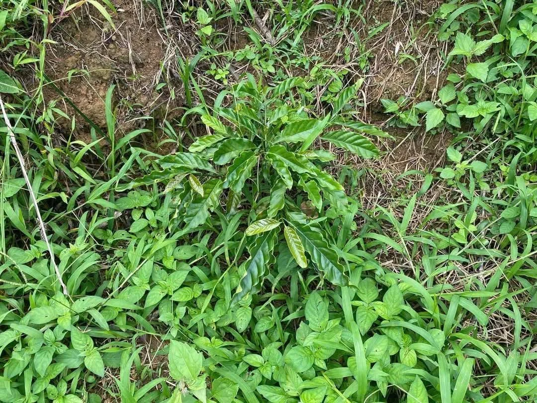 Bán đất 8 hectare Bảo Lâm Lâm Đồng 900 triệu - Ảnh thu nhỏ 2