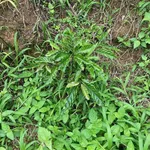 Bán đất 8 hectare Bảo Lâm Lâm Đồng 900 triệu - Ảnh thu nhỏ 2
