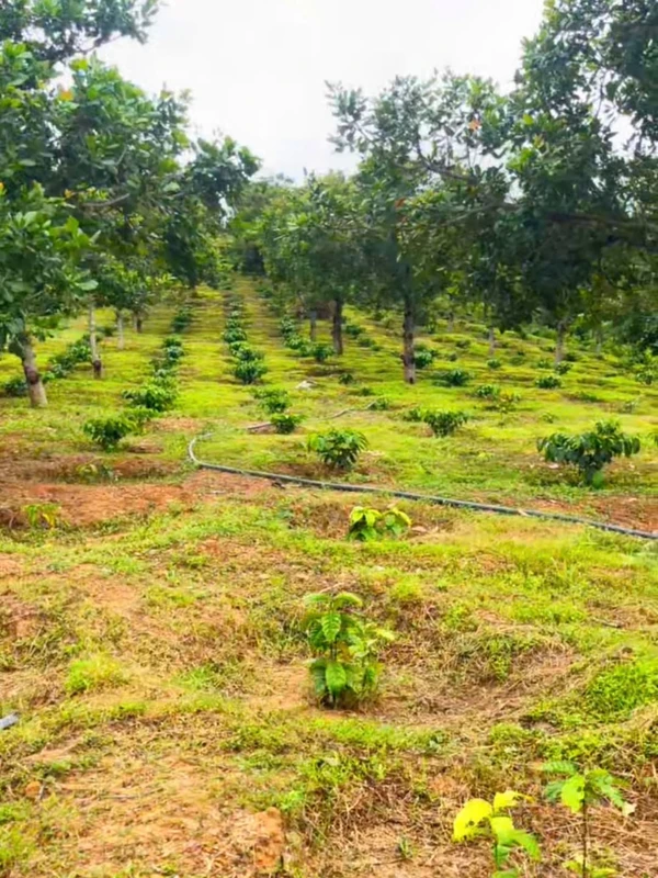 Bán đất nền 8,5 sào mặt đường 30m Cư Jút, Lâm Đồng 1,85 tỷ