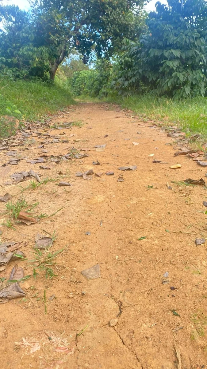 Bán vườn cà phê 1,7 ha Chư Prong Gia Lai 2,1 tỷ - Ảnh thu nhỏ 3