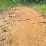 Bán vườn cà phê 1,7 ha Chư Prong Gia Lai 2,1 tỷ - Ảnh thu nhỏ 3