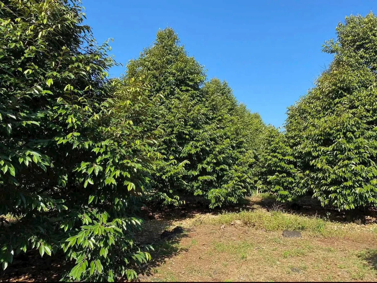 Bán đất vườn sầu riêng 1,9 ha tại Phú Vinh, Đồng Nai - Ảnh thu nhỏ 3