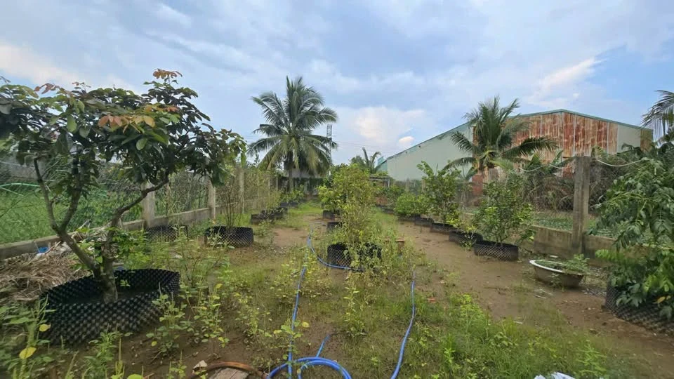 Bán đất 578m2 tặng nhà mát tại Phường Sơn Đông, Bến Tre giá 1,6 tỷ - Ảnh thu nhỏ 3