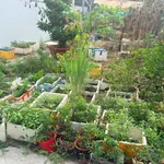 Bán đất Vĩnh Hòa Nha Trang 45m² giá 1,82 tỷ - Ảnh thu nhỏ 3
