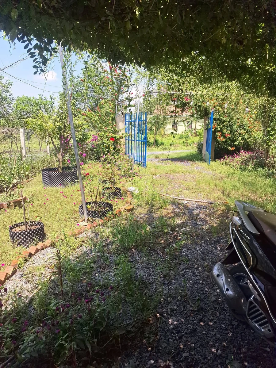 Bán nhà vườn 1000m² xã Long Thuận Tây Ninh - Ảnh thu nhỏ 4