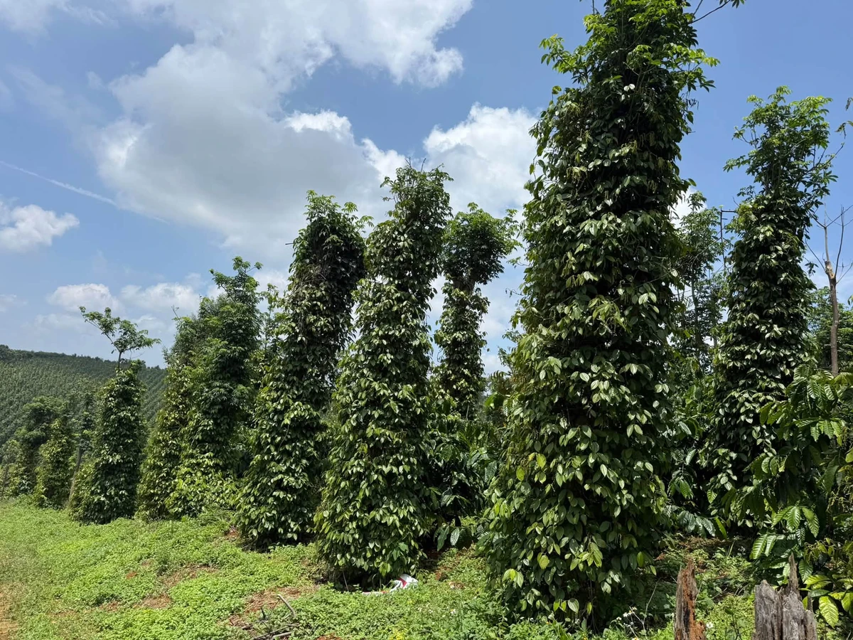 Bán 1.3ha đất cà phê, tiêu ở Nam Bình, Bình Dương 1.6 tỷ/ha - Ảnh thu nhỏ 2