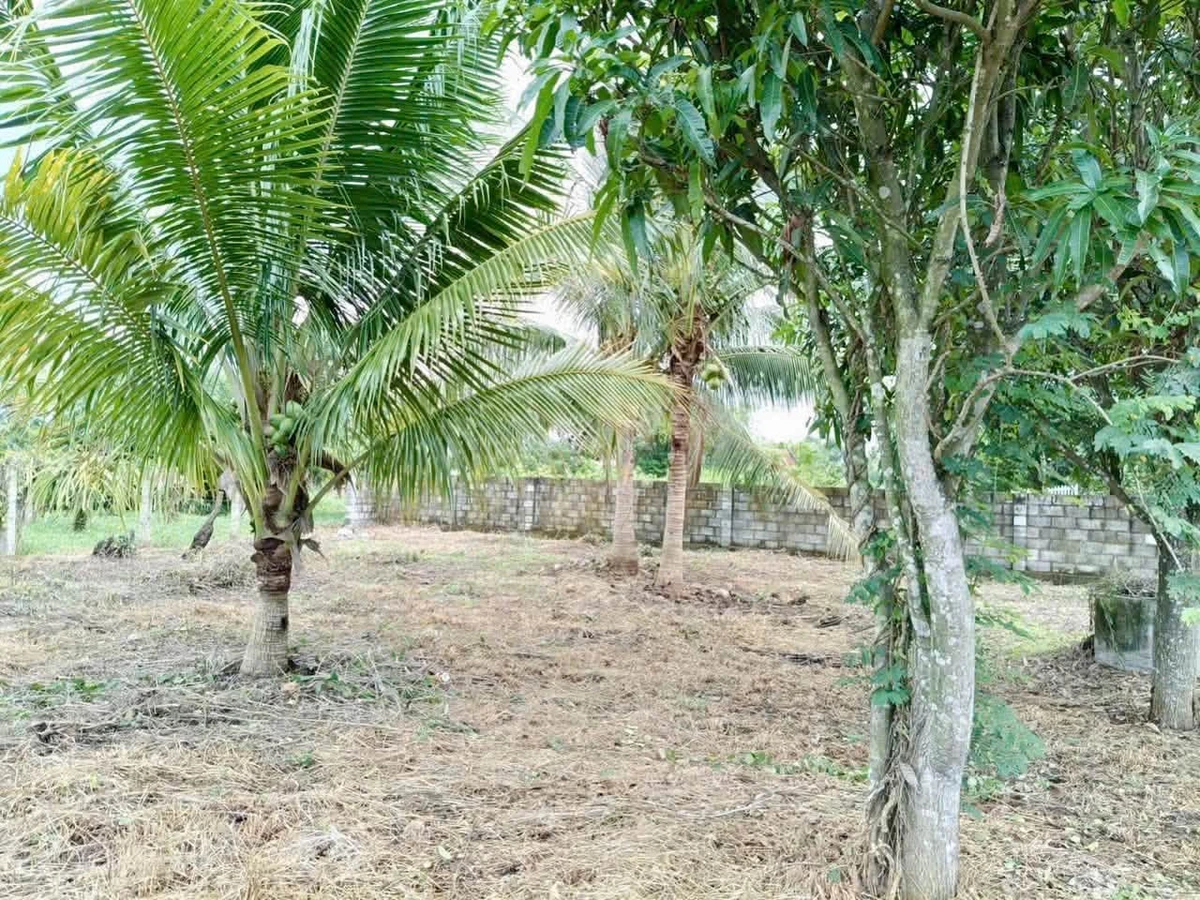 Bán 1000m2 đất ở Hàm Liêm, Bình Thuận, 550 triệu - Ảnh thu nhỏ 4