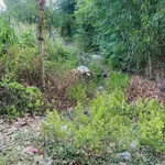 Bán lô đất thổ cư đường nhựa 12m giá 3,5 tỷ tại Phú An - Ảnh thu nhỏ 1