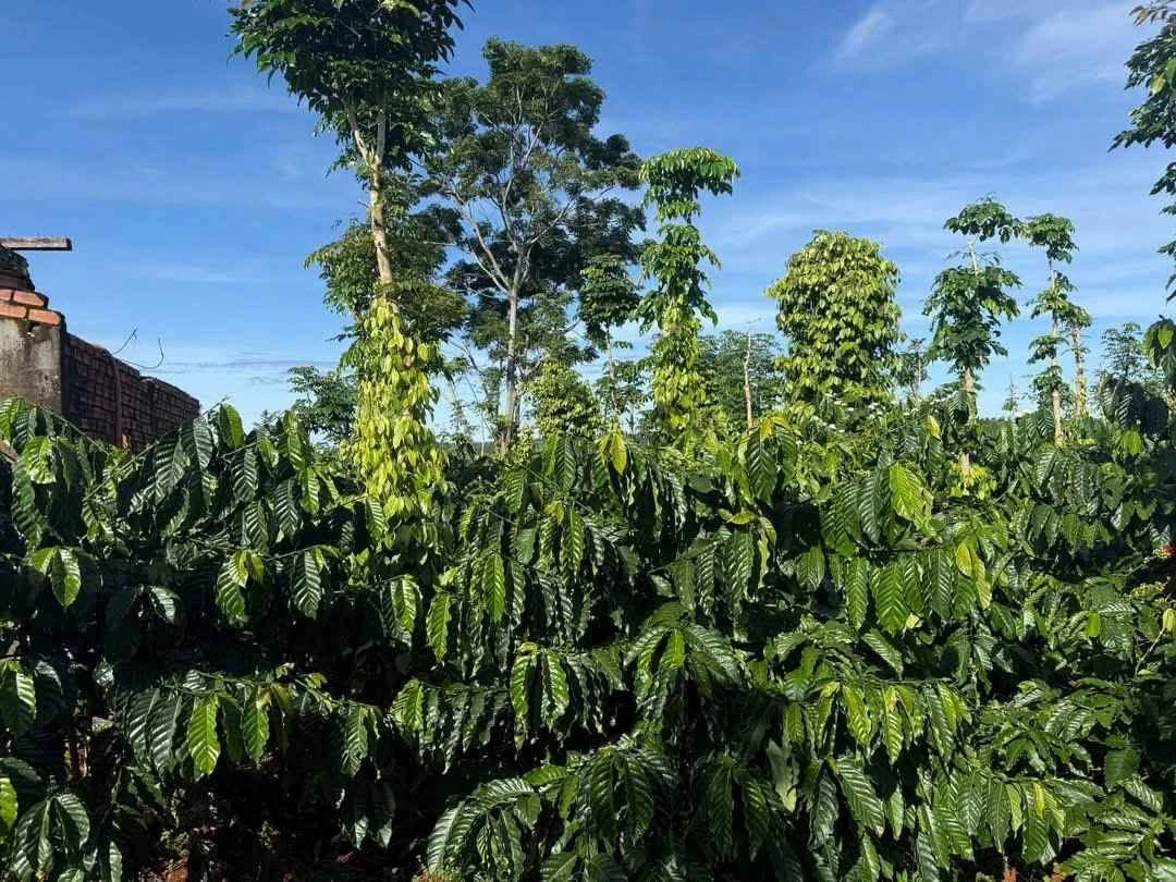 Bán đất 1,2 hectare cafe view hồ Thuận Hà - Ảnh thu nhỏ 2