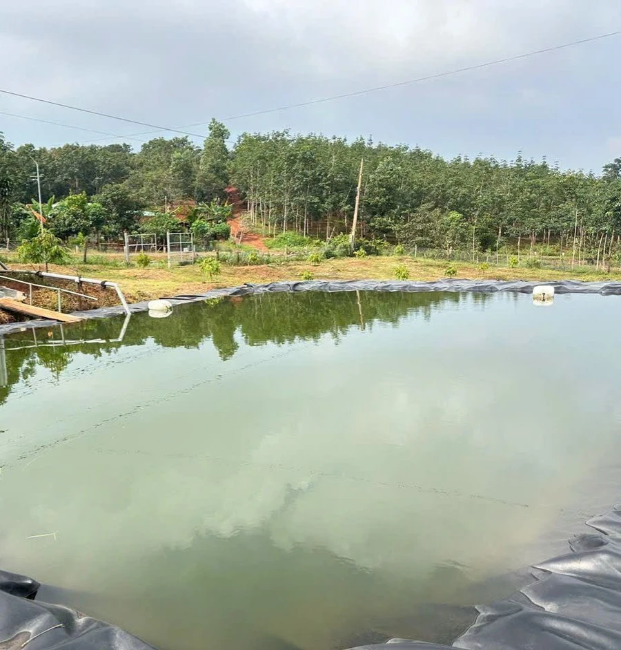 Bán đất sầu riêng 1,3 ha Xã Đông Nai Hóc Môn - Ảnh 1