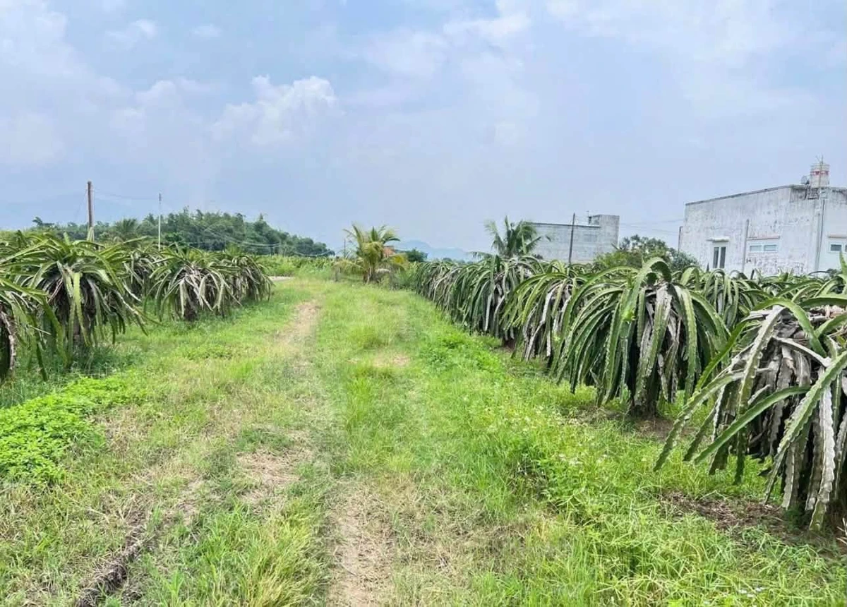 Bán lô đất vườn 7200m² thổ cư gần ngã tư Bảy Hải Hàm Liêm - Ảnh 1