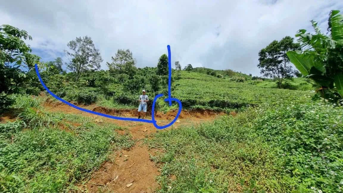 Bán đất trồng cà phê chè 6300m2, giá 1,32 tỷ - Ảnh 1