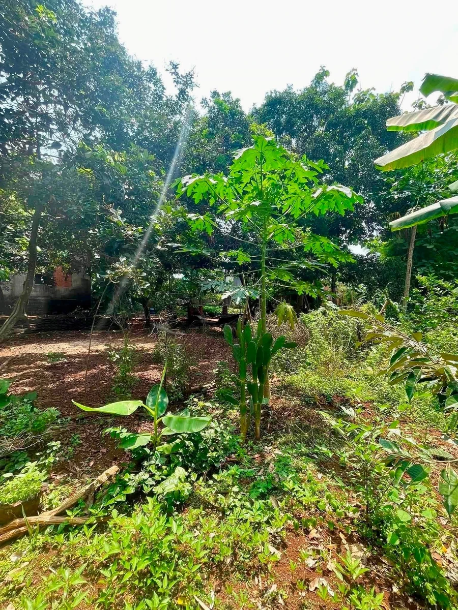 Bán 3 sào đất mặt tiền Chu Văn An, Đồng Nai - Ảnh thu nhỏ 3