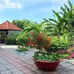 Bán nhà vườn mái Thái 3.869m² Phước Hữu Long Phước Bà Rịa 12.5 tỷ - Ảnh thu nhỏ 4