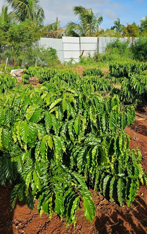 Bán 1,5 héc đất đỏ bazan tại Eapok Cưmgar, Đắk Lắk