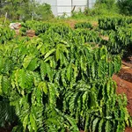 Bán 1,5 héc đất đỏ bazan tại Eapok Cưmgar, Đắk Lắk - Ảnh thu nhỏ 1