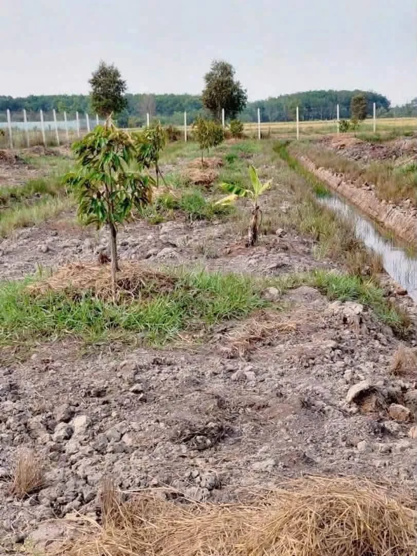 Bán đất vườn sầu riêng 2.248m2 Phú An 3 tỷ 100 - Ảnh thu nhỏ 5
