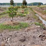 Bán đất vườn sầu riêng 2.248m2 Phú An 3 tỷ 100 - Ảnh thu nhỏ 5