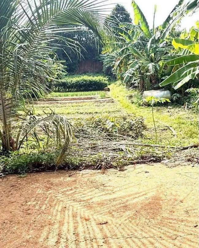 Bán đất nền 615m2 làm nhà vườn Buôn Ma Thuột - Ảnh thu nhỏ 3