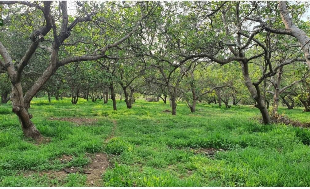 Bán đất vườn 23.000 m² tại Bù Gia Mập, Bình Phước 2,4 tỷ