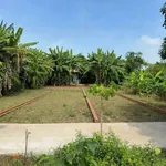 Bán nền đất 113m² mặt tiền Kênh Huỳnh Thị Luông, Cần Giuộc, 750 triệu - Ảnh thu nhỏ 2
