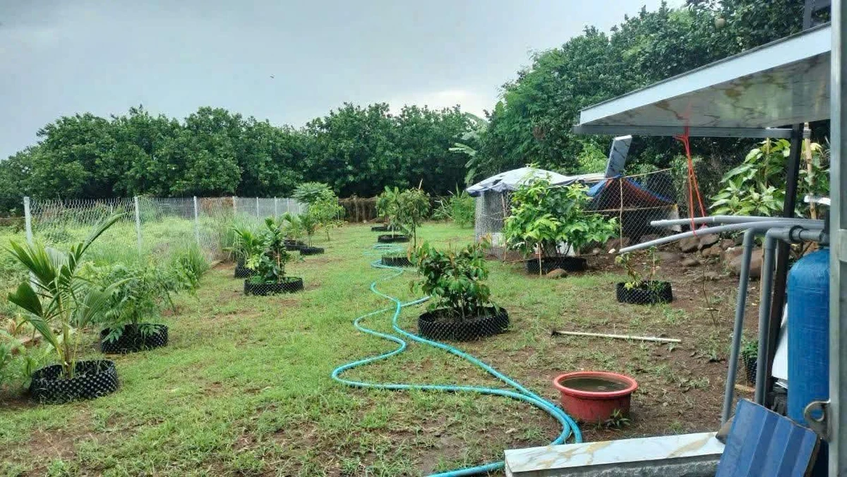 Bán nhà vườn 619m² sổ riêng, giá 680 triệu, Đồng Nai - Ảnh thu nhỏ 3