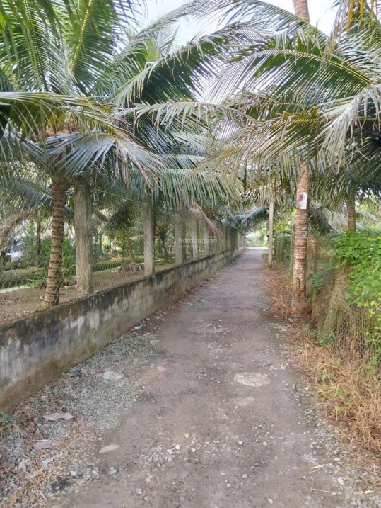 Bán đất gần cầu gạch 2 QL57B đường vào 300m - Ảnh thu nhỏ 2