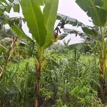 Đất nằm mặt tiền sông tiền và lduong nhựa lam nha nghi gan da cau my tho vagan khu du lich lang xan - Ảnh thu nhỏ 3