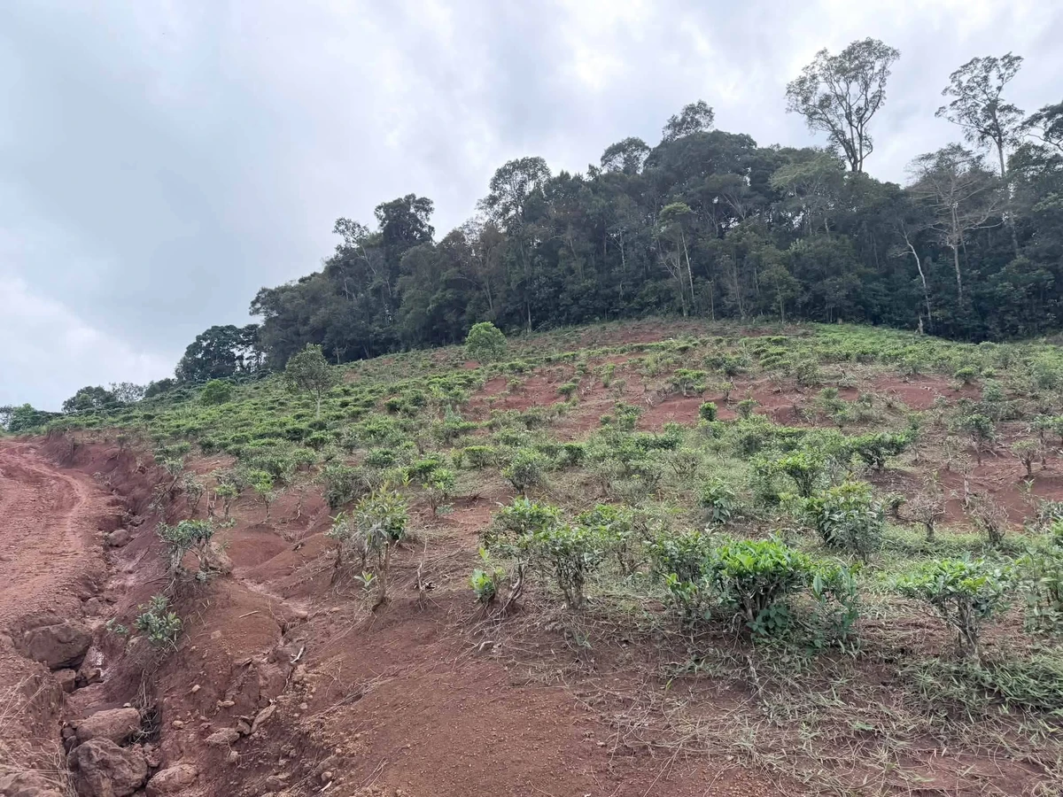 Bán đất chè 7.500m² Bảo Lâm, Lâm Đồng, giá 1 tỷ 2 - Ảnh thu nhỏ 2
