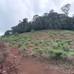 Bán đất chè 7.500m² Bảo Lâm, Lâm Đồng, giá 1 tỷ 2 - Ảnh thu nhỏ 2
